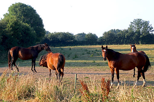 ボンヌヴィル道路の風景　馬たち