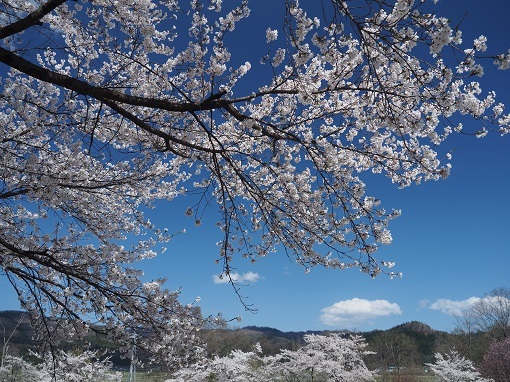 白馬村の桜