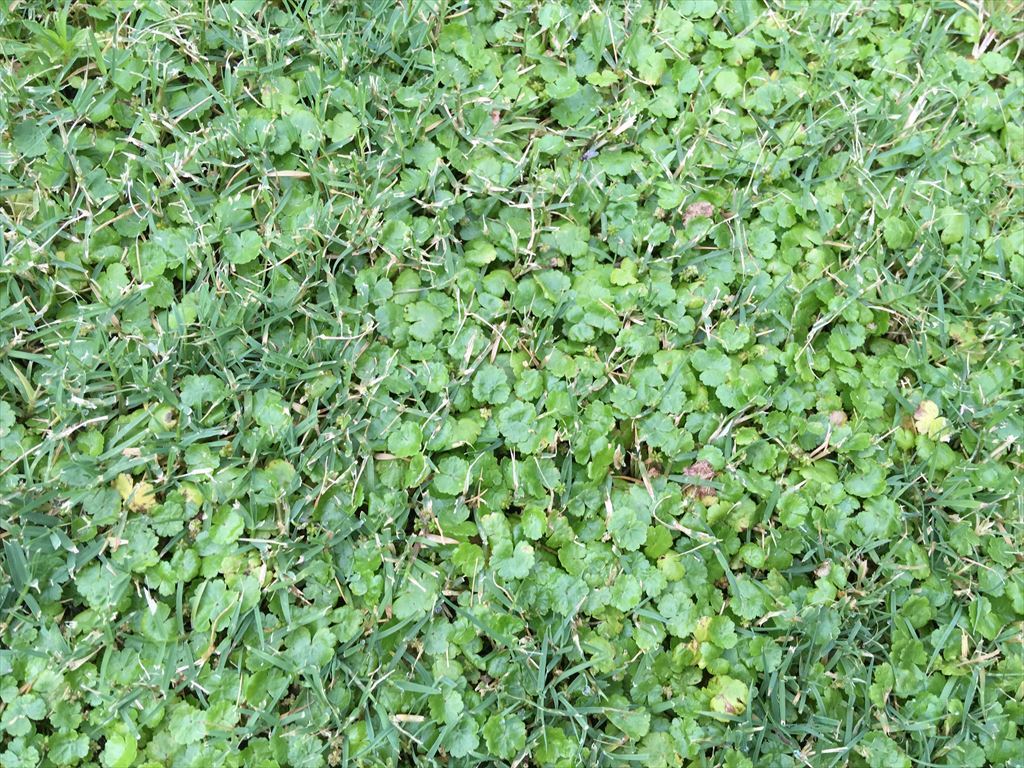 芝生に生えるチドメグサの駆除には キレダー水和剤 芝metal