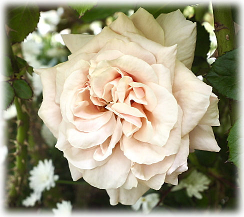 ルッセリアナの咲くバラの景色 ペチュニア ドレスアップ ラベンダー フライイングのオードリーヘップバーン 妖精のローズガーデン