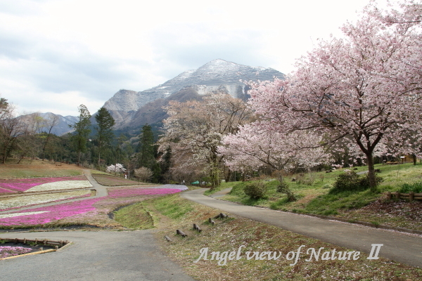 羊山公園の桜と芝桜と武甲山1904120453①