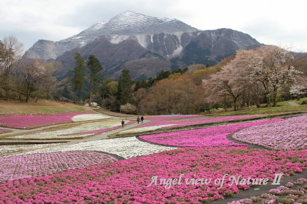 羊山公園の桜と芝桜と武甲山1904120465①