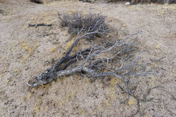 blog 6 Twentynine Palms, Joshua Tree NP, Maverick Boulder_DSC7792-3.20.18.(3).jpg
